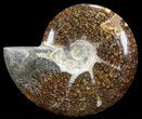 Polished, Agatized Ammonite (Cleoniceras) - Madagascar #60758-1